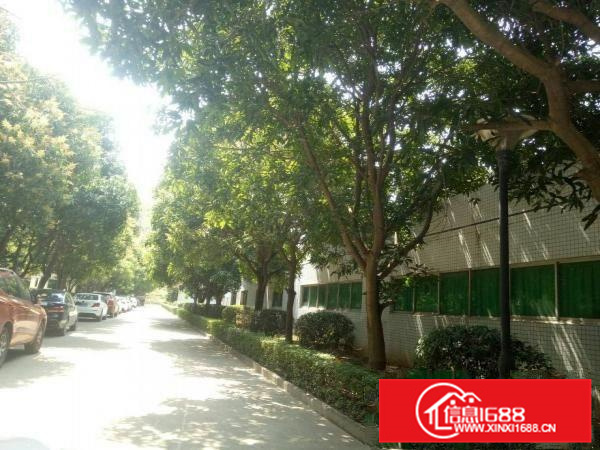 大亚湾新出花园式大空地原房东单一层厂房