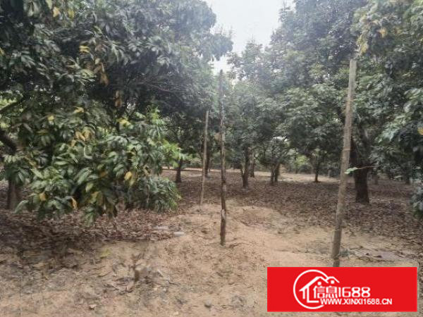 东莞常平新出笋盘资源全新独门独院单一层钢结构厂房招租