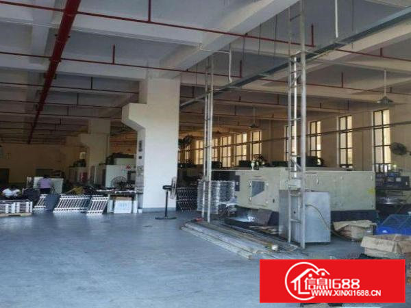 冼沙村新出一楼层高6米800平带牛角位厂房出租