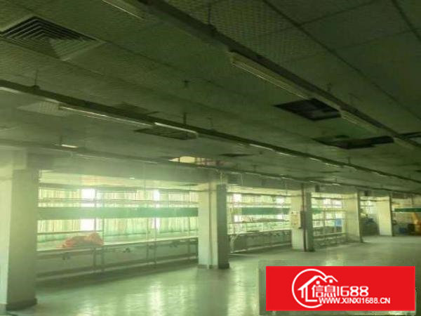 横沥镇原房东新出独门独院厂房招租已办环评