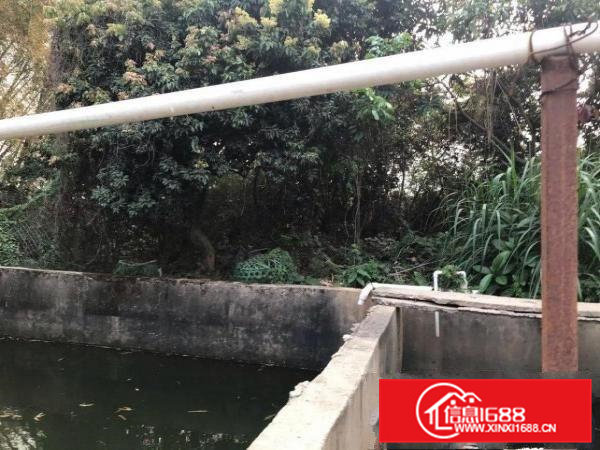 厂房和厂房后绿地养鸡养鸭