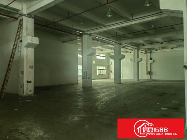 东莞凤岗 雁田标准厂房一楼2300平米 6米高带牛脚，可分租