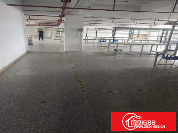 碧岭工业区标准厂房一二楼每层1800平米一楼层高6.5米