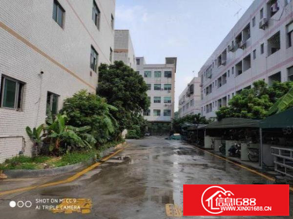 龙岗北通道边原房东红本独院厂房15500平，可分租