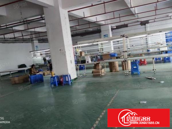 出租光明将石楼上1250平，精装修可办环评，采光好，面积实在