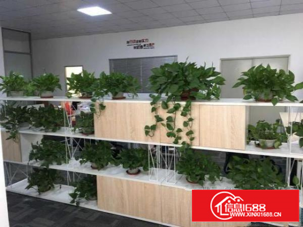 转租大型单层钢结构厂房带办公区域