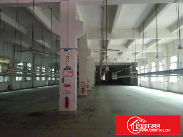 石排原房东独院标准厂房分租1楼2200平方，高6米，带牛角