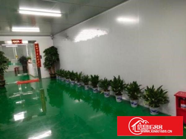 沙井西部新出1200平方无尘车间出租