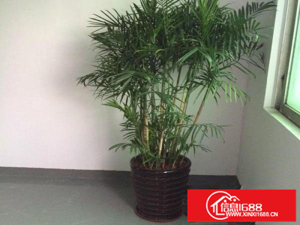 出租龙岗区横岗业主直招惠盐路边2850平米一楼厂房急租