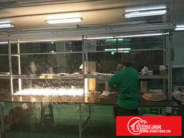 凤岗金凤凰2楼厂房4800平，带豪华装修拎包入驻