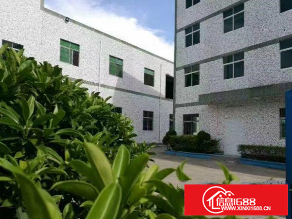 茶山南社工业区附近2500平方米效独院厂房出租