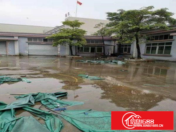 石排独门独院原房东厂房1000平方火爆抢租