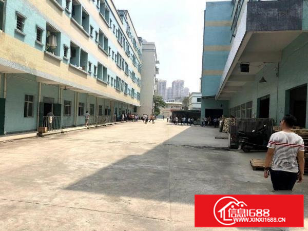 石排新出原房东独门独院标准厂房出租