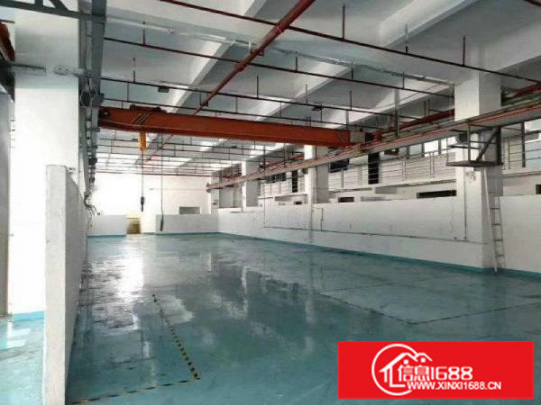 豪华装修！现成行车！坪山石井新出一楼1000平厂房！可分租！