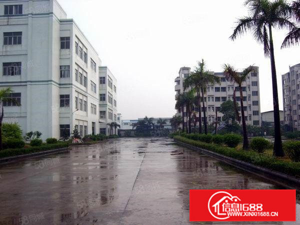 大朗松木山新出一楼6米高1000方，带装修，超便宜