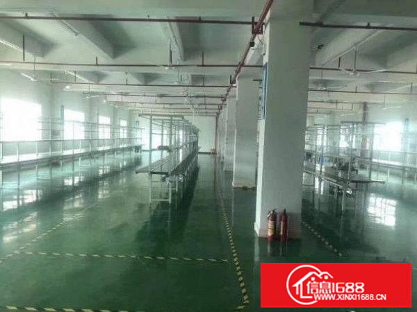 松岗东方招租一楼厂房800平，有红本，电按需配