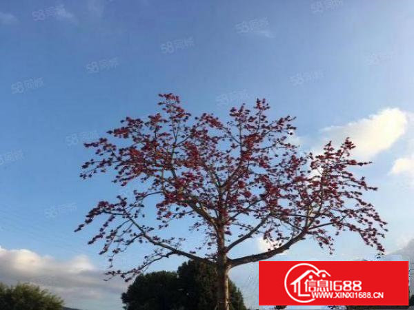 BT临近罗湖布吉办公室出租