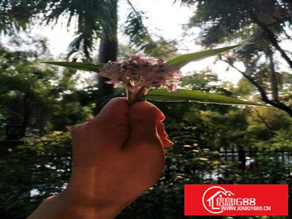 新厂房厂铁皮房房分租