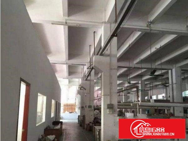 清溪大利村一楼1000平米标准厂房出租带牛角